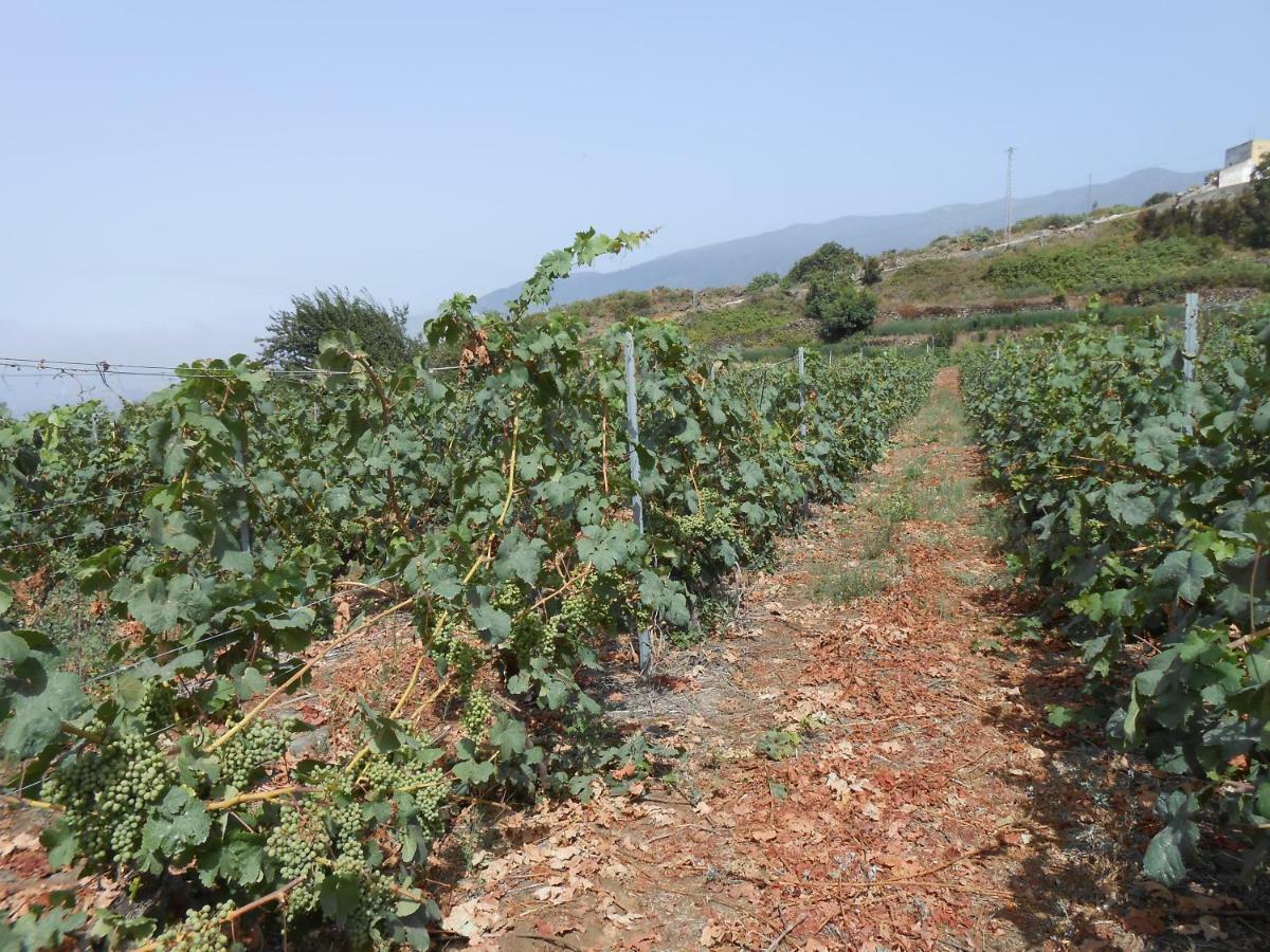 לוס ריאלחוס Casitas Las Uvas Y Las Vinas מראה חיצוני תמונה