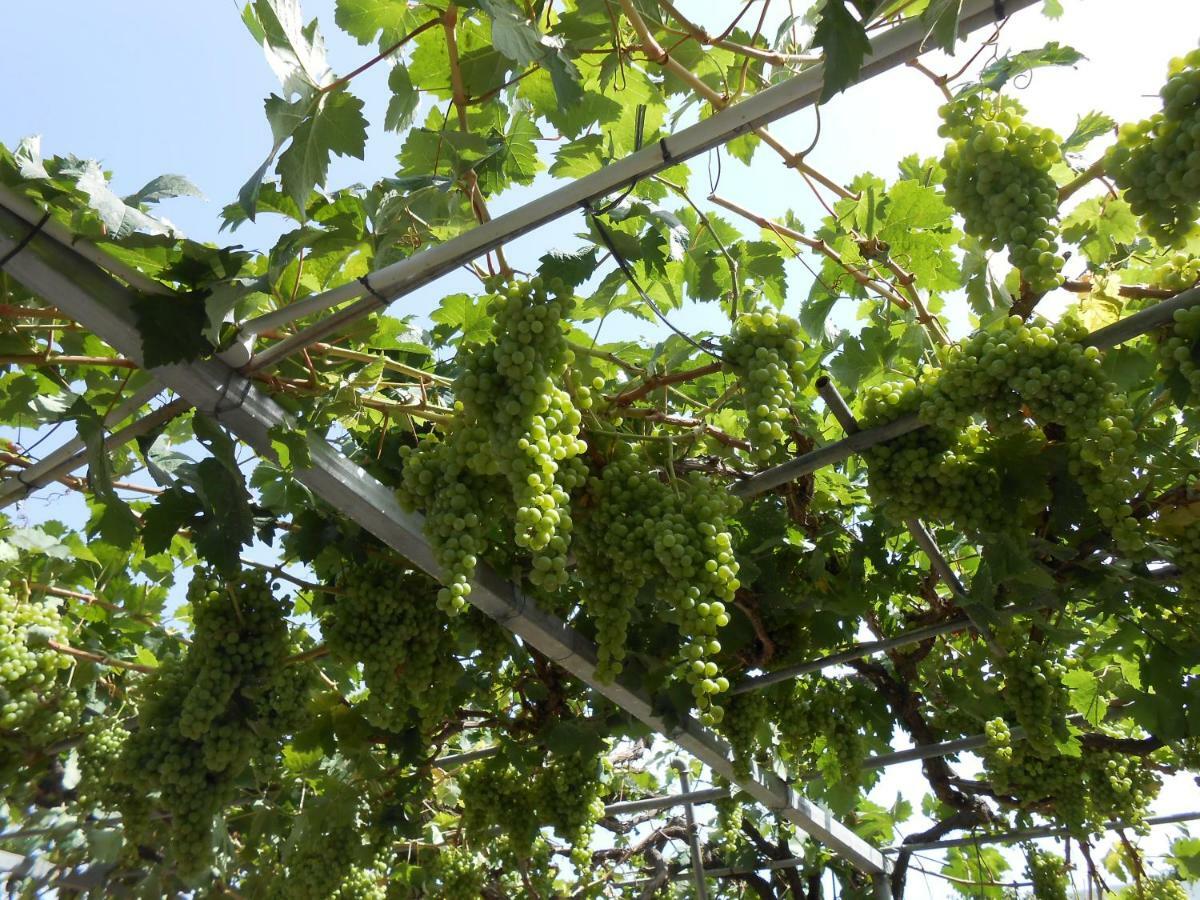 לוס ריאלחוס Casitas Las Uvas Y Las Vinas מראה חיצוני תמונה