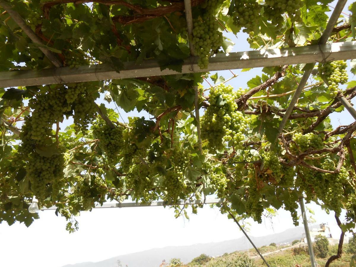 לוס ריאלחוס Casitas Las Uvas Y Las Vinas מראה חיצוני תמונה